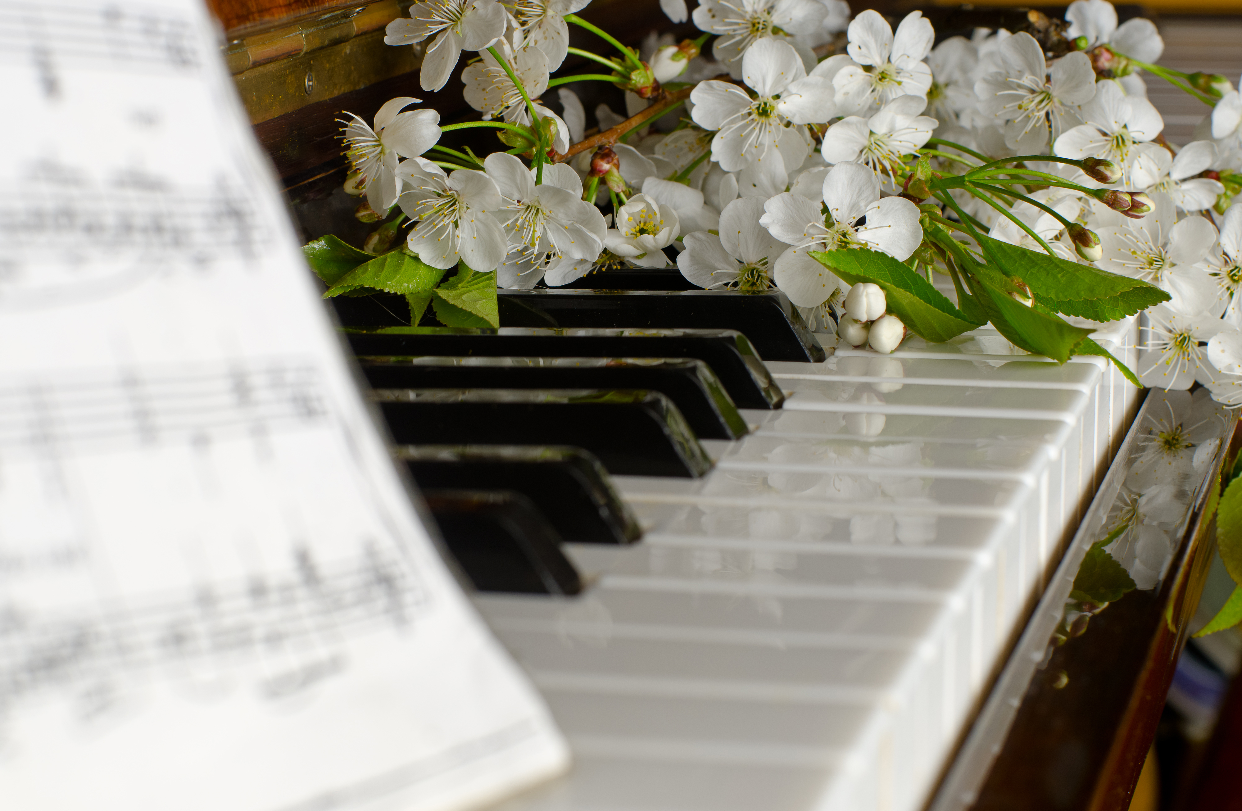 the blossoming cherry on a piano